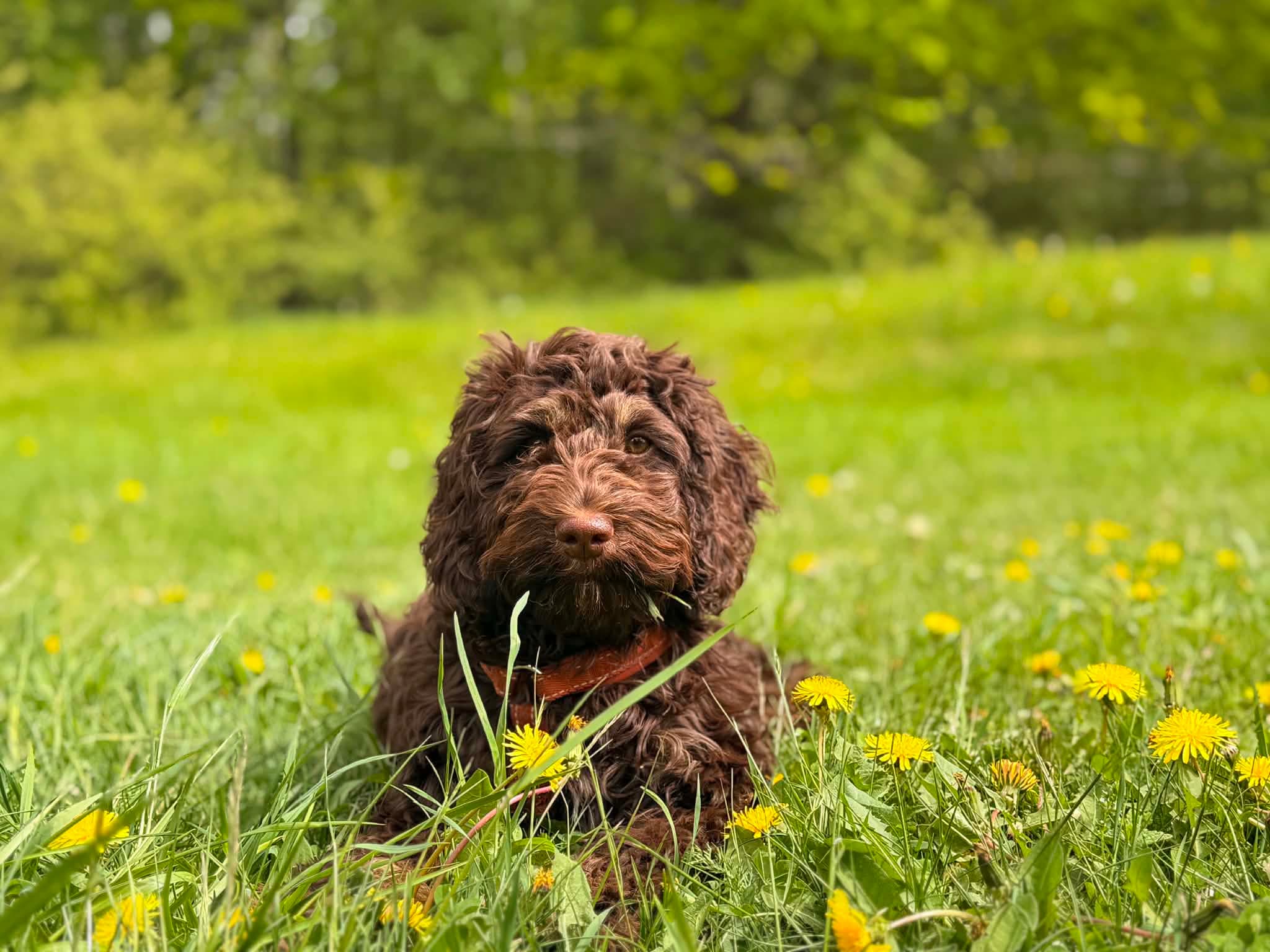 Hundar i sommarvärmen 