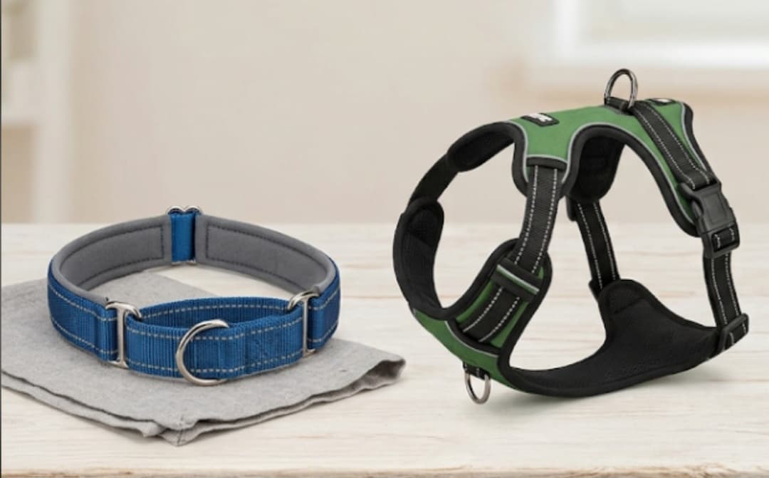  Sele eller halsband – vad är egentligen bäst? 🦴