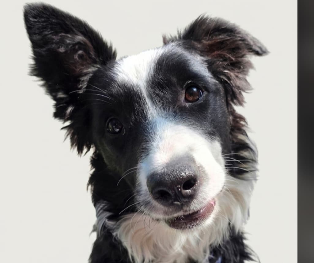 Därför hyllar vi kastrering – för ett längre liv och ett harmoniskt hunddagis! 🐶✨