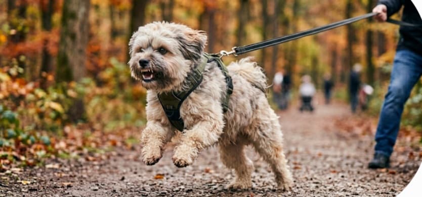 Utfallsproblematiken – Vill du ha en trygg och harmonisk hund på promenaden?