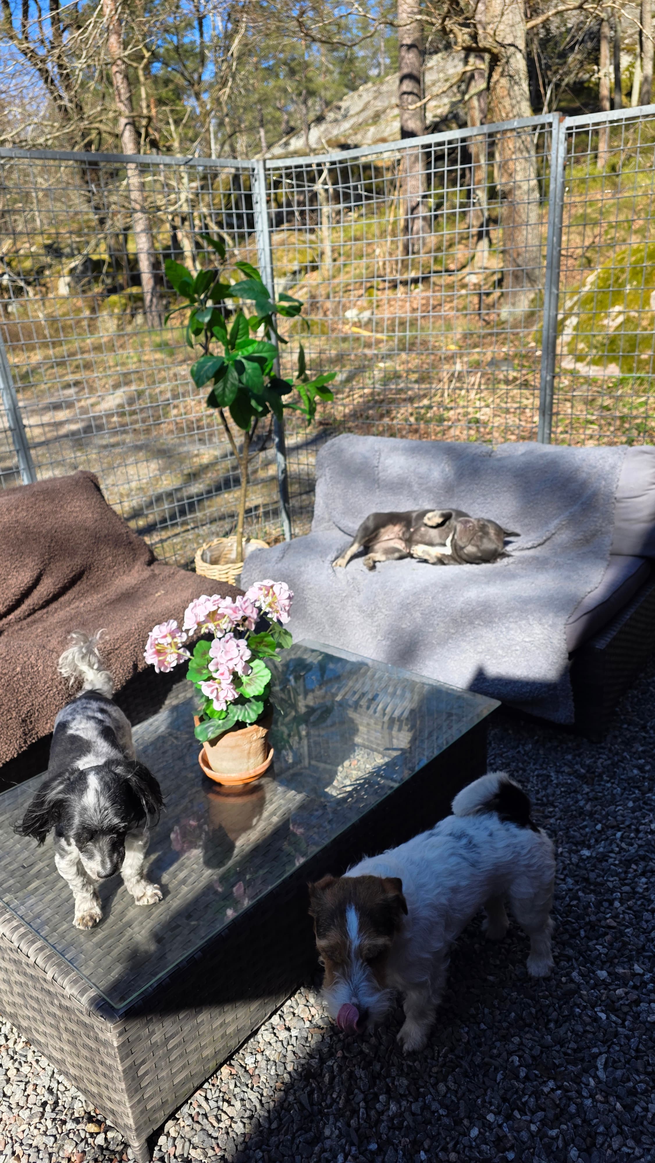 Bild från Nacka Hunddagis